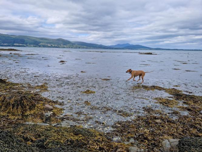 شقة Carlingford Mountain And Sea Views المظهر الخارجي الصورة