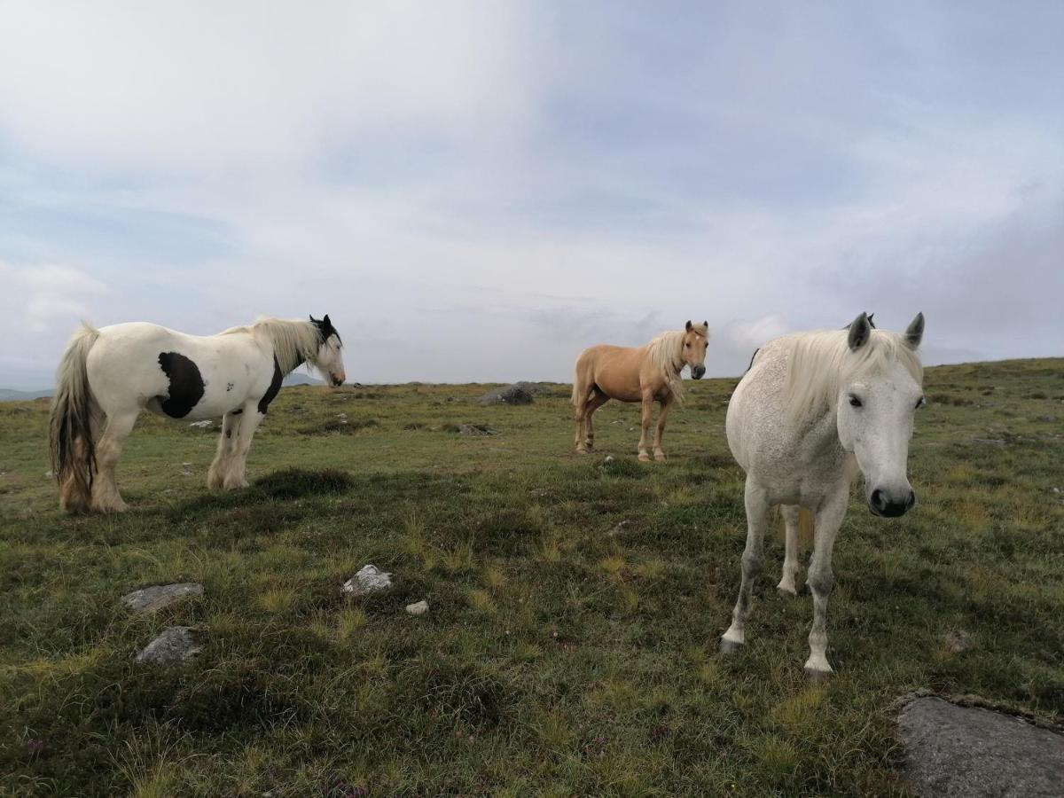 شقة Carlingford Mountain And Sea Views المظهر الخارجي الصورة